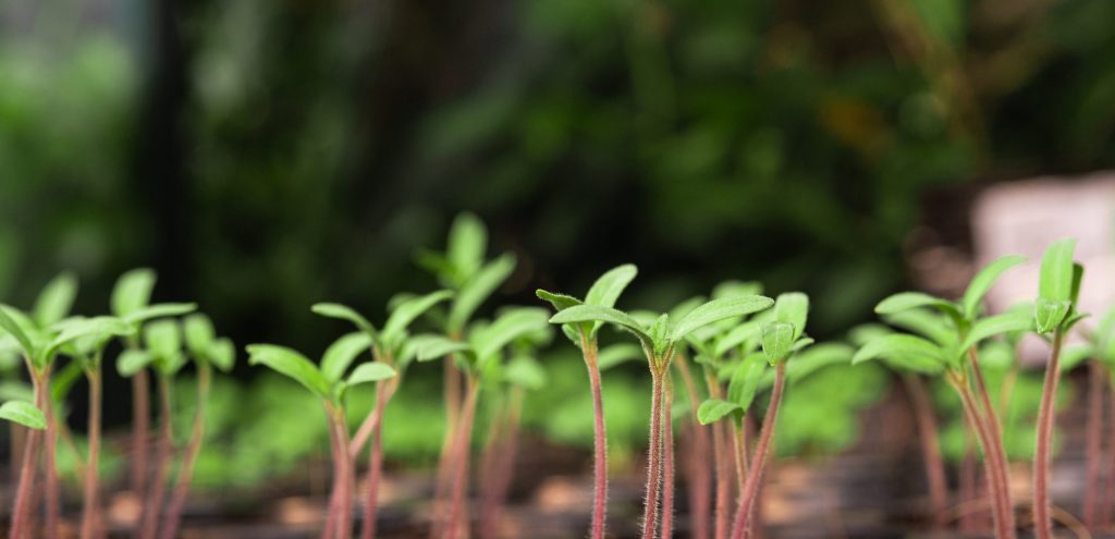 Seedlings in a planting tray