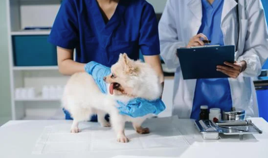 a photo of two people in lab coats. one of them is wearing gloves and gently holding a small white dog on an exam table, the other person is holding a clipboard.